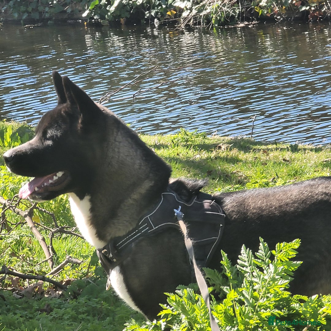 Akita dogs for sale: 11 month female akita. Very big boned - Image 4