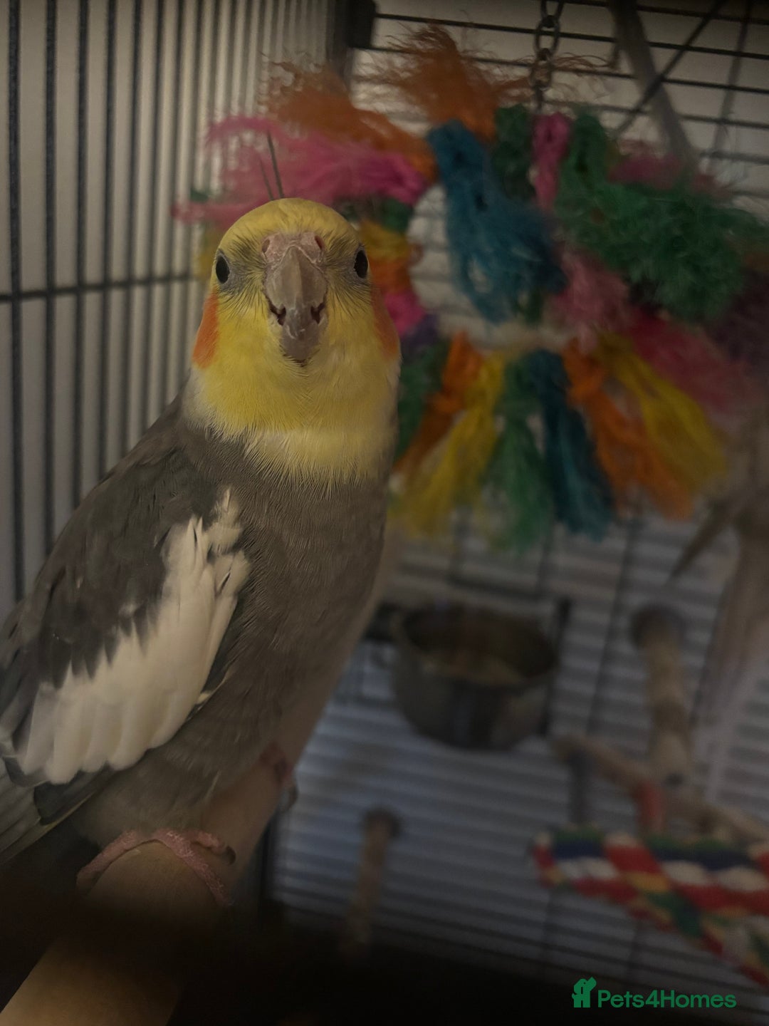 Cockatiels birds for sale: X2 Cockatiels Male & Female  - Advert 8