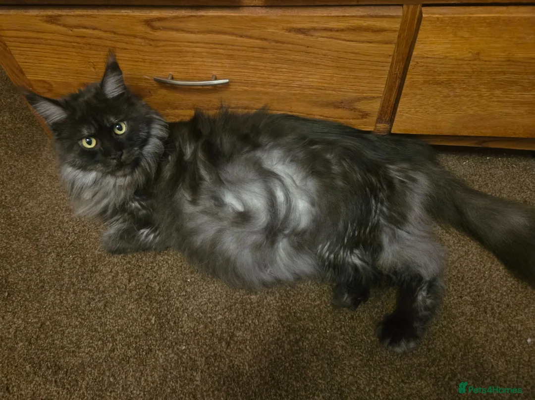 Maine Coon cats for sale: Mainecoon tica reg polydactyl kittens - Advert 2