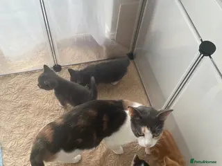 Mixed Breed cats Playful happy kittens - Advert 1