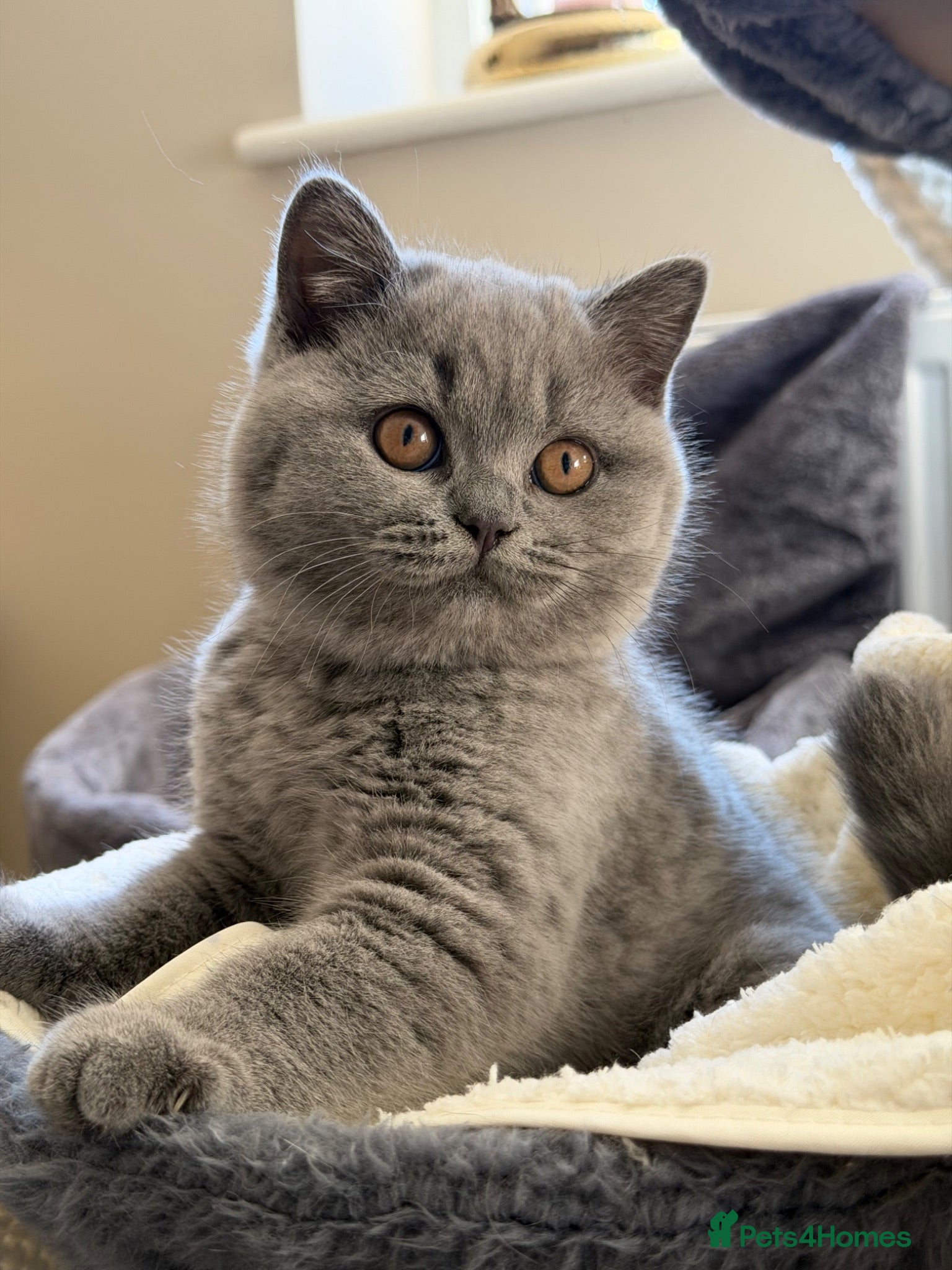 British Shorthair cats GCCF Blue BSH champion lines ready 17 July - Advert 17