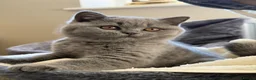 British Shorthair cats for sale: GCCF blue female now available... - Advert 9