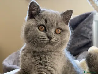 British Shorthair cats GCCF Blue BSH champion lines ready 17 July - Advert 17