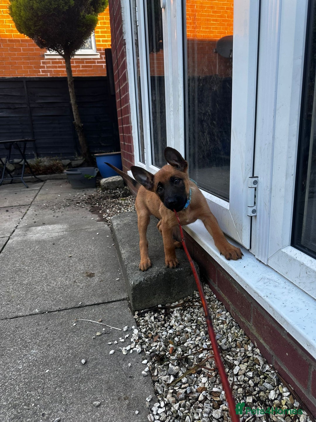 Belgian Shepherd Dog dogs for sale: belgian malinois Pup ready to go - Image 7