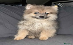 Pomeranian dogs for sale: Pomeranian females *READY TO LEAVE** - Image 4