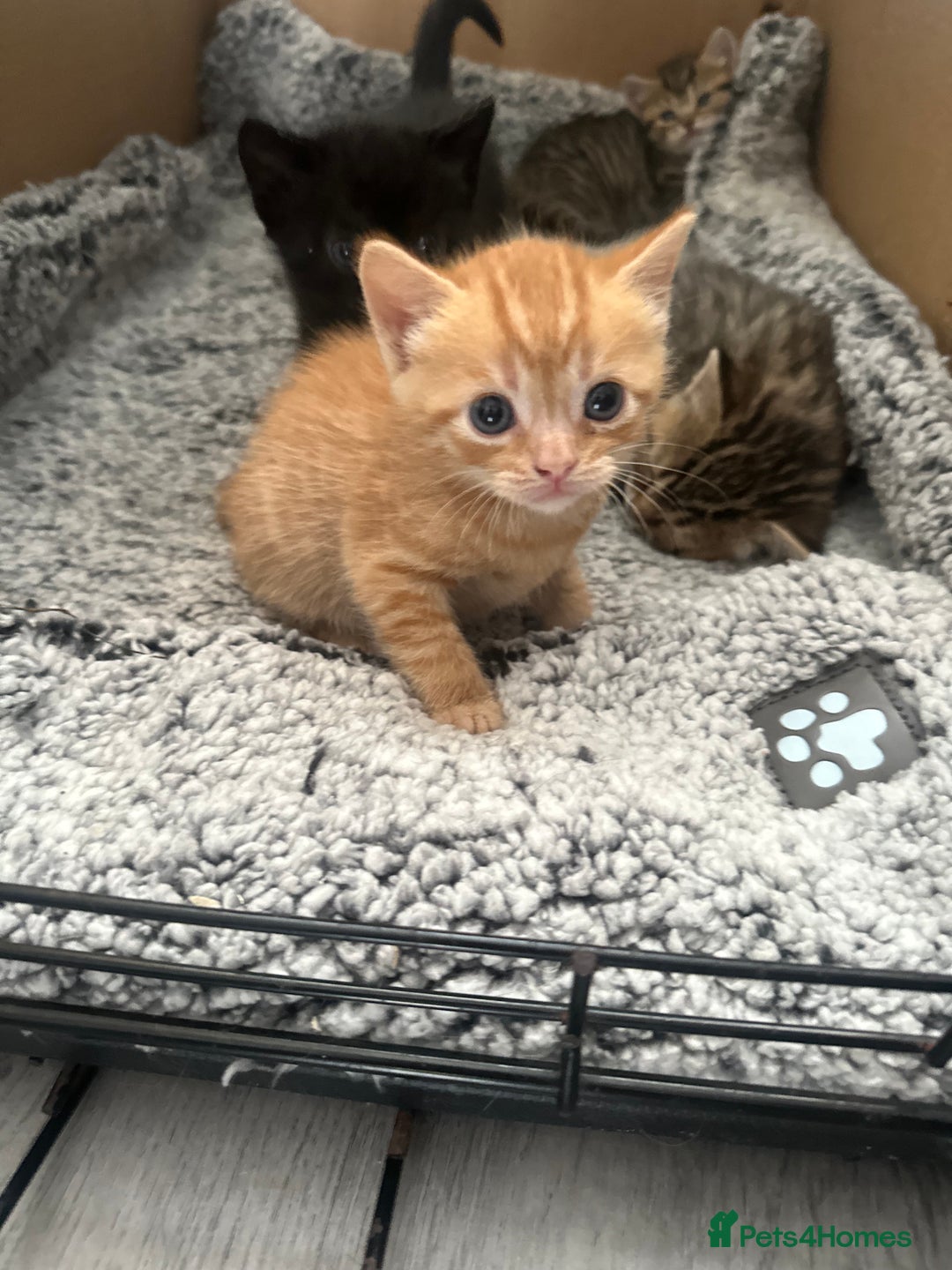 Mixed Breed cats for sale: 2 beautiful kittens for sale  - Image 6