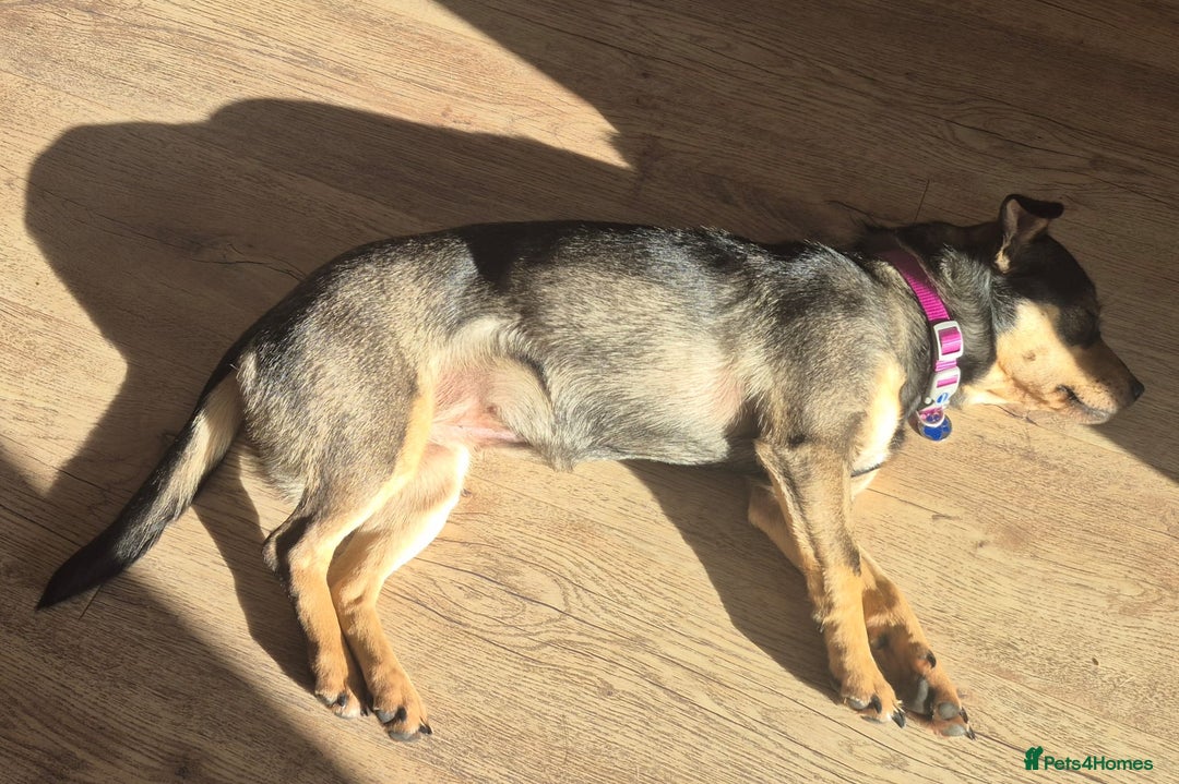 Mixed Breed dogs for adoption: Venice  - Advert 5