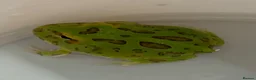 Frog reptiles for sale: Pac-Man Frogs cb26  - Advert 2