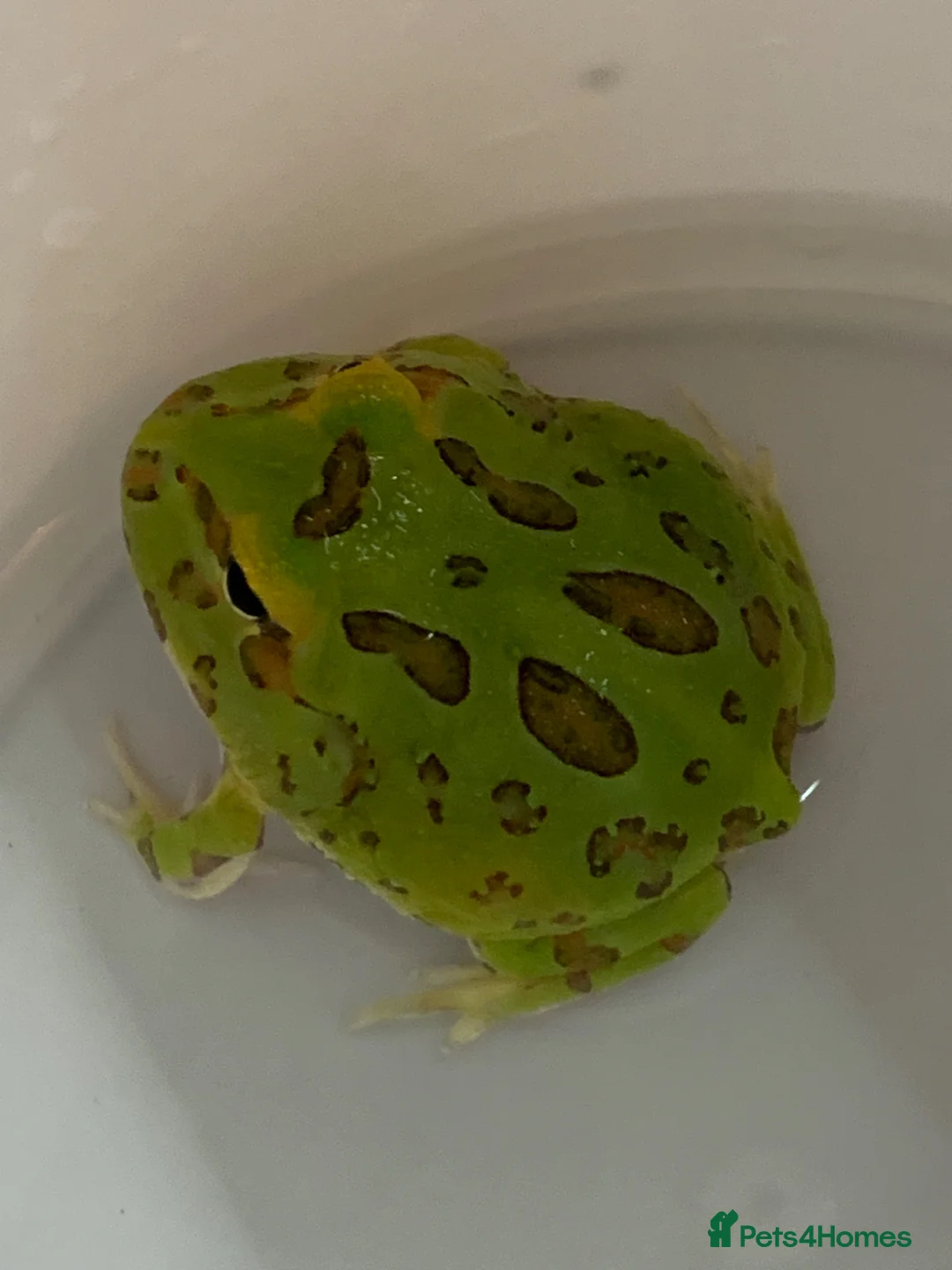 Frog reptiles for sale: Pac-Man Frogs cb26  - Advert 2