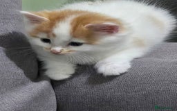 British Longhair cats for sale: 3 male kittens for sale  in Harrow - Image 5