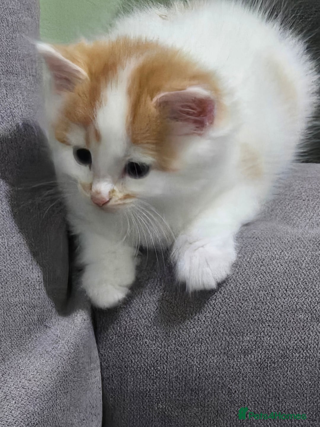 British Longhair cats for sale: 3 male kittens for sale  in Harrow - Image 5