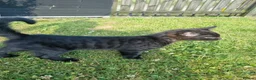 Bengal cats for sale: Male charcoal bengal cross kitten. - Advert 4