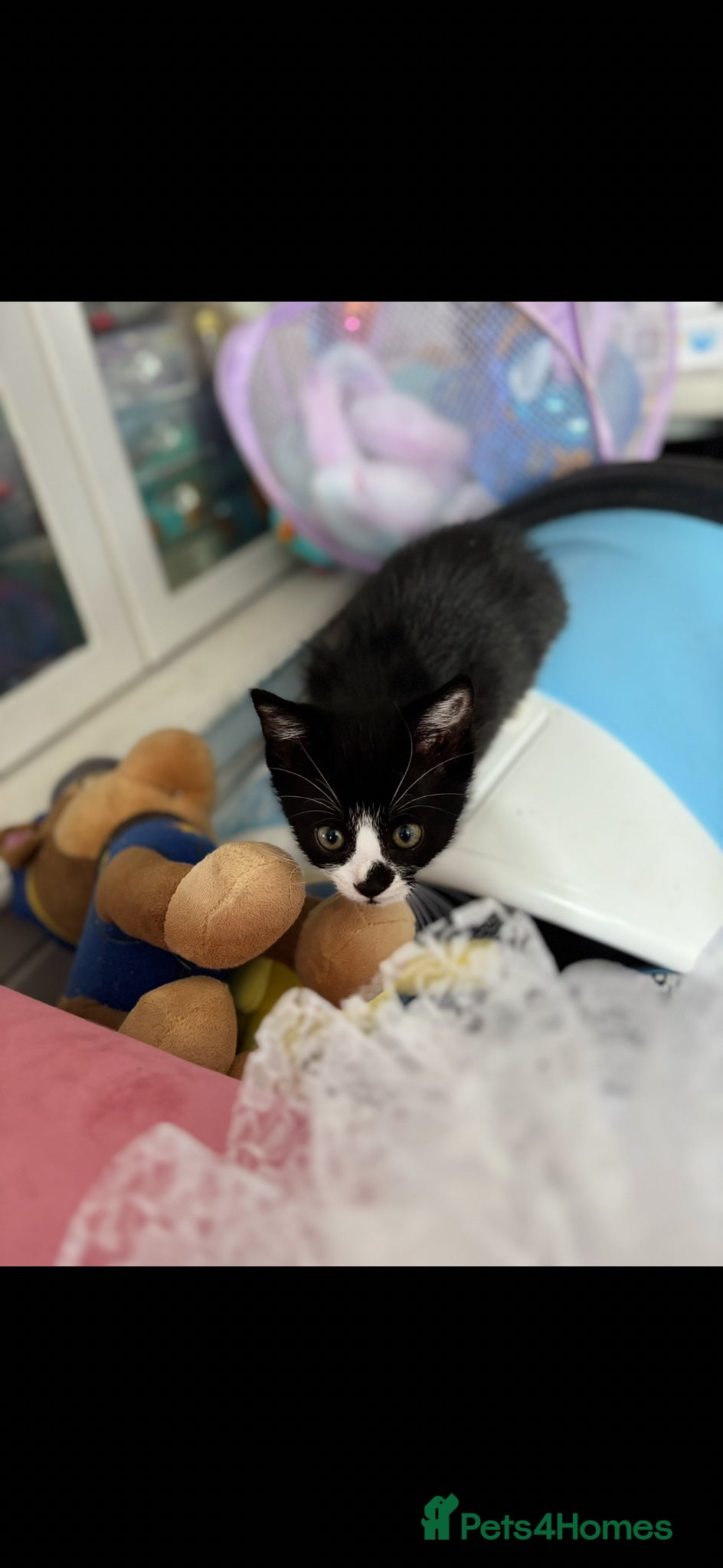 Mixed Breed cats 8 week old girl kitten  - Advert 1