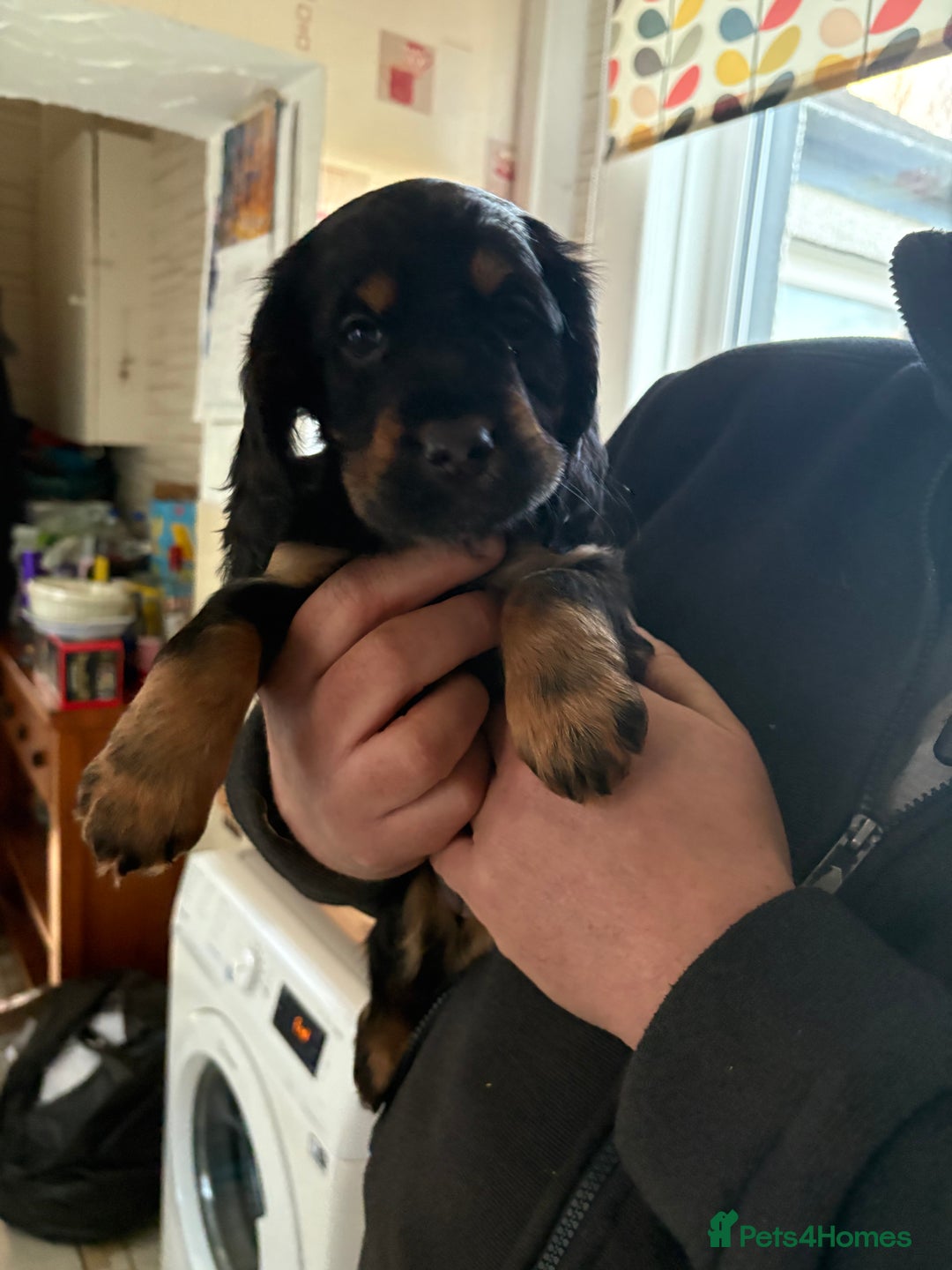 Cocker Spaniel dogs for sale: Beautifully marked Cocker Spaniel Pups For Sale - Advert 12