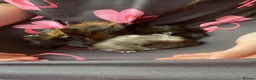Guinea Pig rodents for sale: Beautiful baby Guinea pigs  - Advert 5