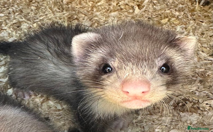 Ferret rodents - Advert 13