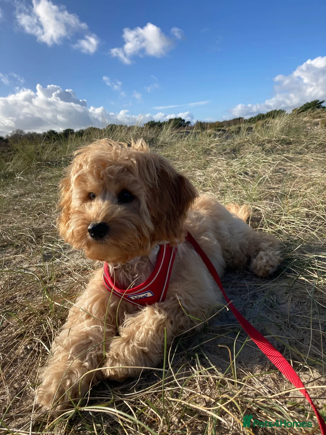 Miniature Poodle dogs for stud: KC Apricot Miniature Poodle STUD in Christchurch - Advert 11