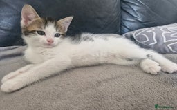 Mixed Breed cats for sale: 🐾 Rory & Charlie – Bengal Mix Boys 🐾 - Image 14