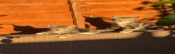 European cats for sale: Female tabby kitten - Advert 4