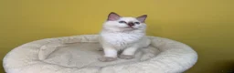 Ragdoll cats for sale: ⭐️TICA⭐️PEDIGREE⭐️Ragdoll Kittens✅HCM/PKD CLEAR✅ - Advert 20