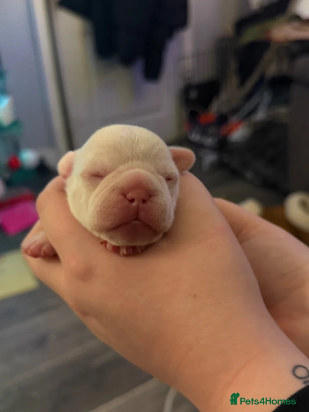 French Bulldog dogs for sale: Male albino french bulldog  in Wigan - Advert 8