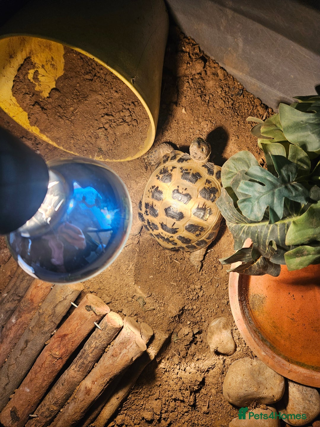 Tortoise reptiles for sale: Timmy the Horsefield tortoise - Advert 4