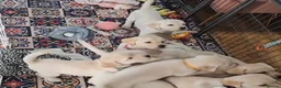 Labrador Retriever dogs for sale: Labrador puppies - Advert 7