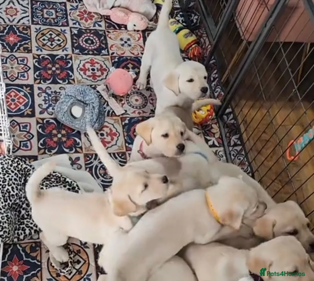 Labrador Retriever dogs for sale: Labrador puppies - Advert 7