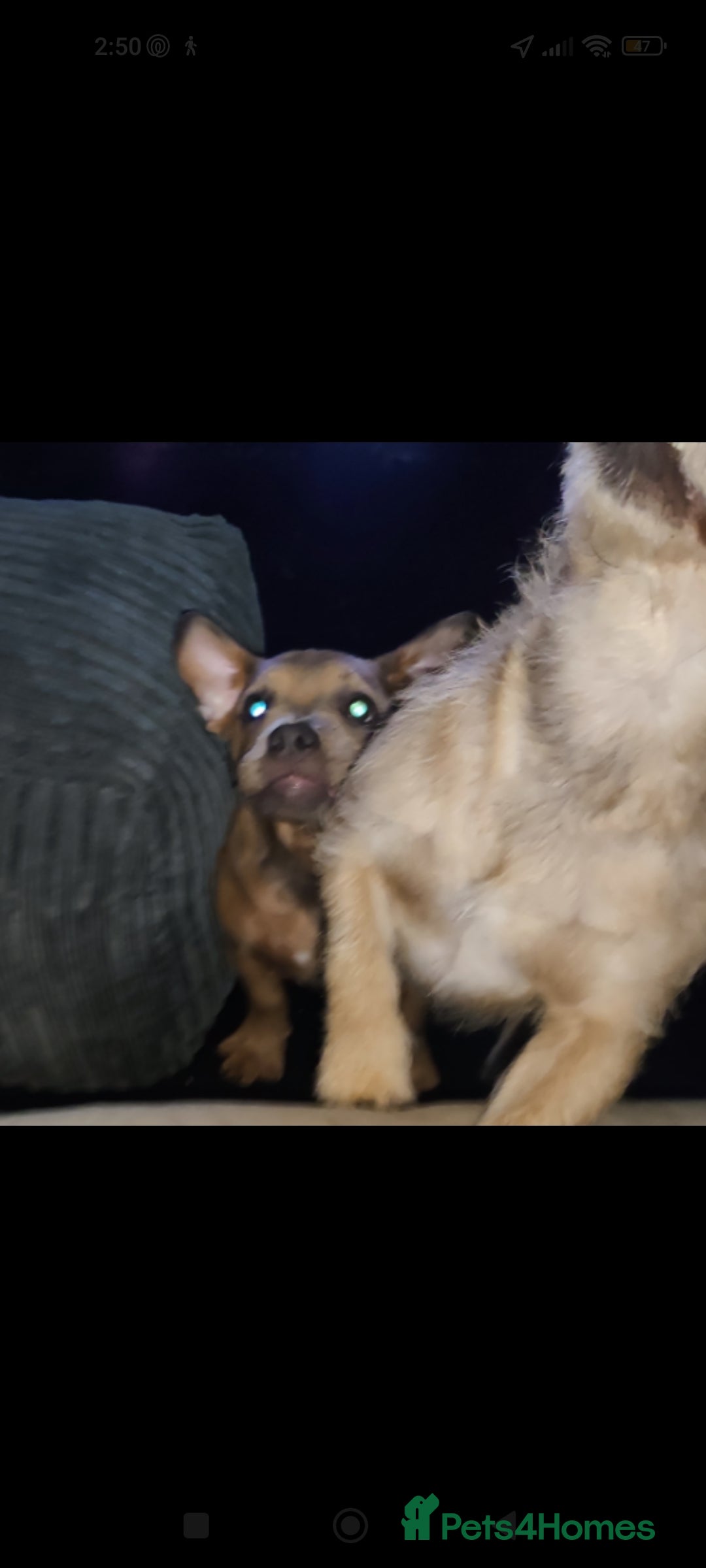 Mixed Breed dogs for sale: Micro/Pocket American, French Bullies (Exotic)  - Advert 3