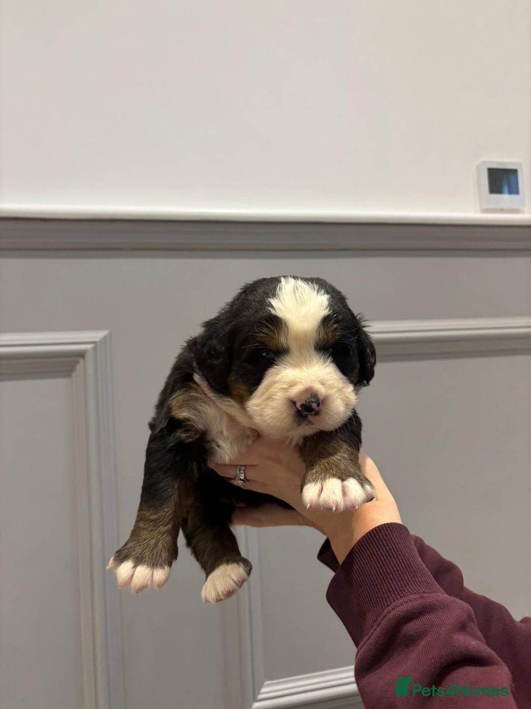 Bernese Mountain Dog dogs for sale: Beautiful Bernese Mountain Dog Puppies for Sale 🐾 - Image 14