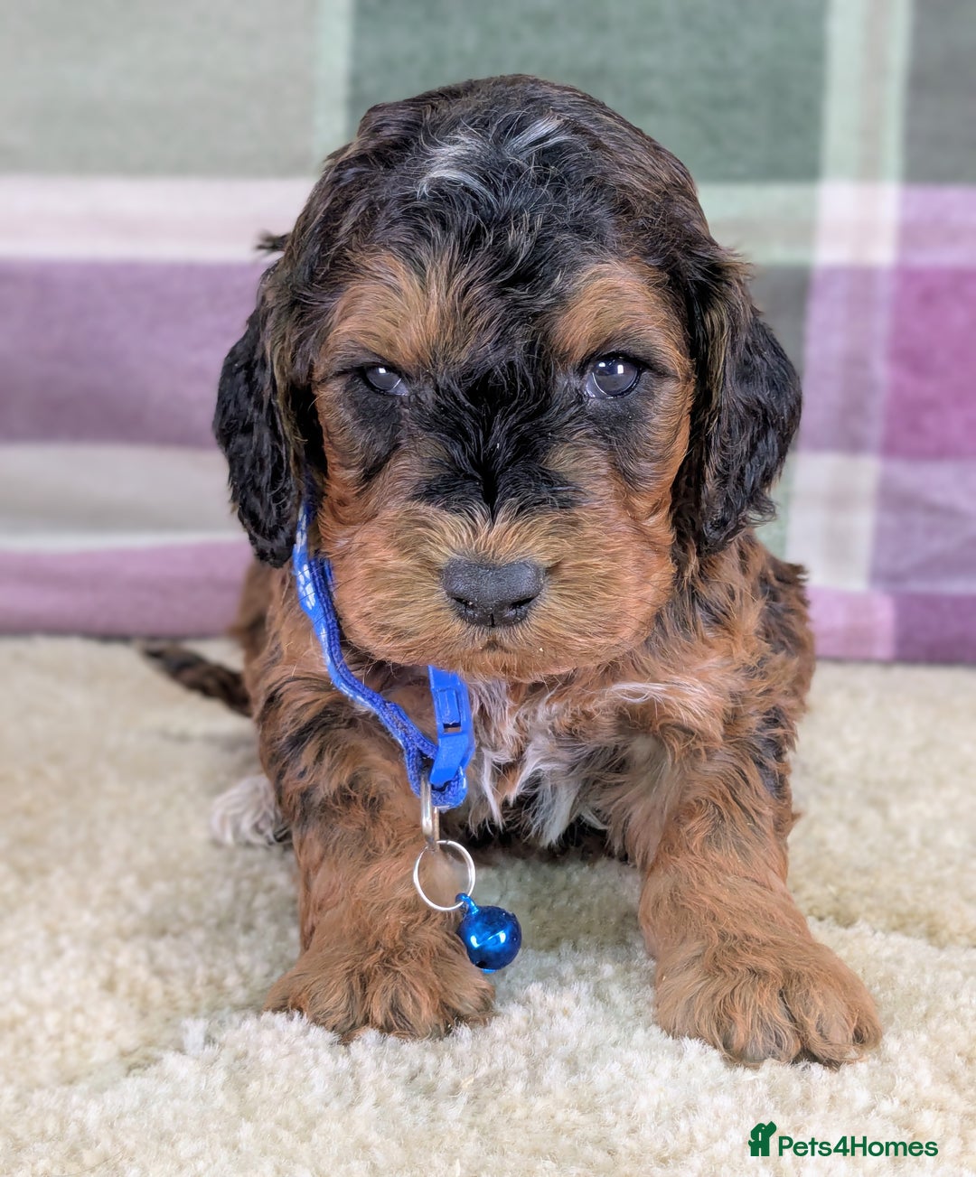 Cockapoo dogs for sale: F1 Cockapoo your Next Furry Family Member Awaits!  - Advert 3