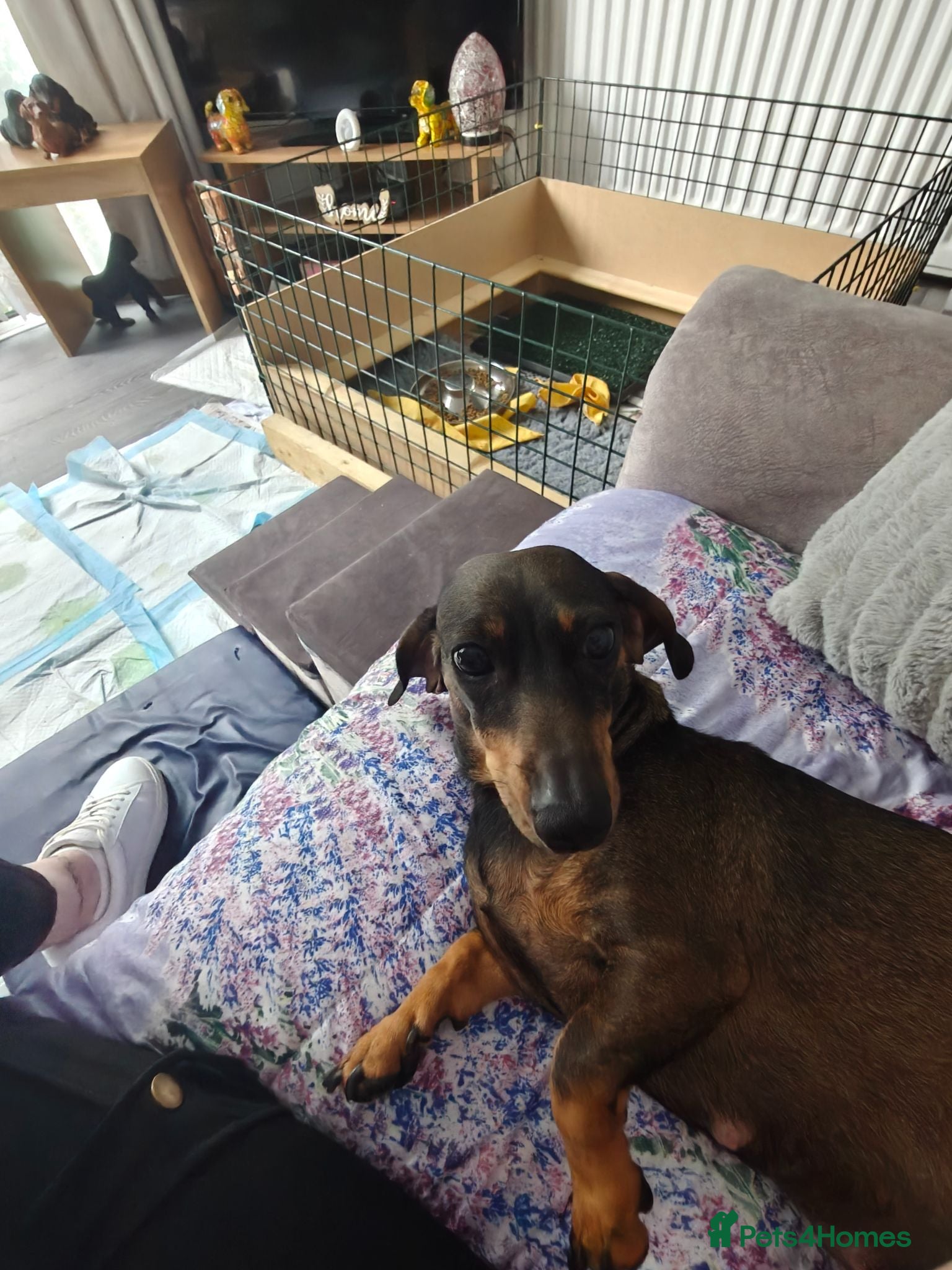 Dachshund dogs Dachshund Puppies (only 2 left)  - Advert 16
