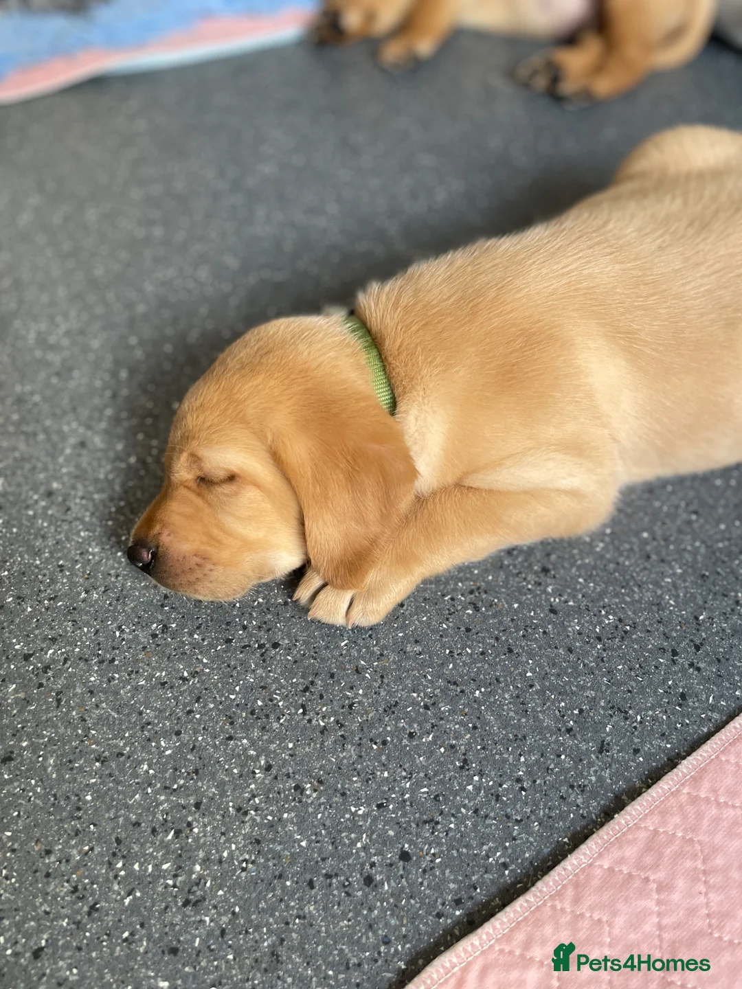 Goldador dogs for sale: Goldador puppies in Norwich - Advert 18