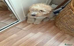 Mixed Breed dogs for sale: Cavapoo - Image 3