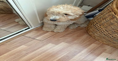 Mixed Breed dogs - Advert 16
