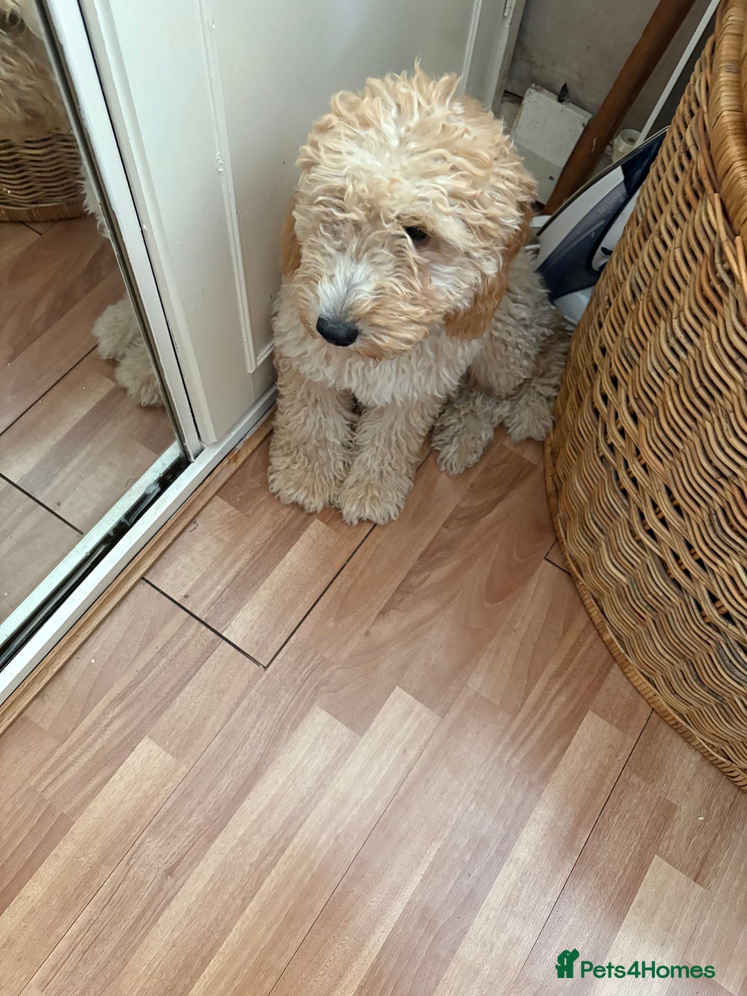 Mixed Breed dogs for sale: Cavapoo - Image 3