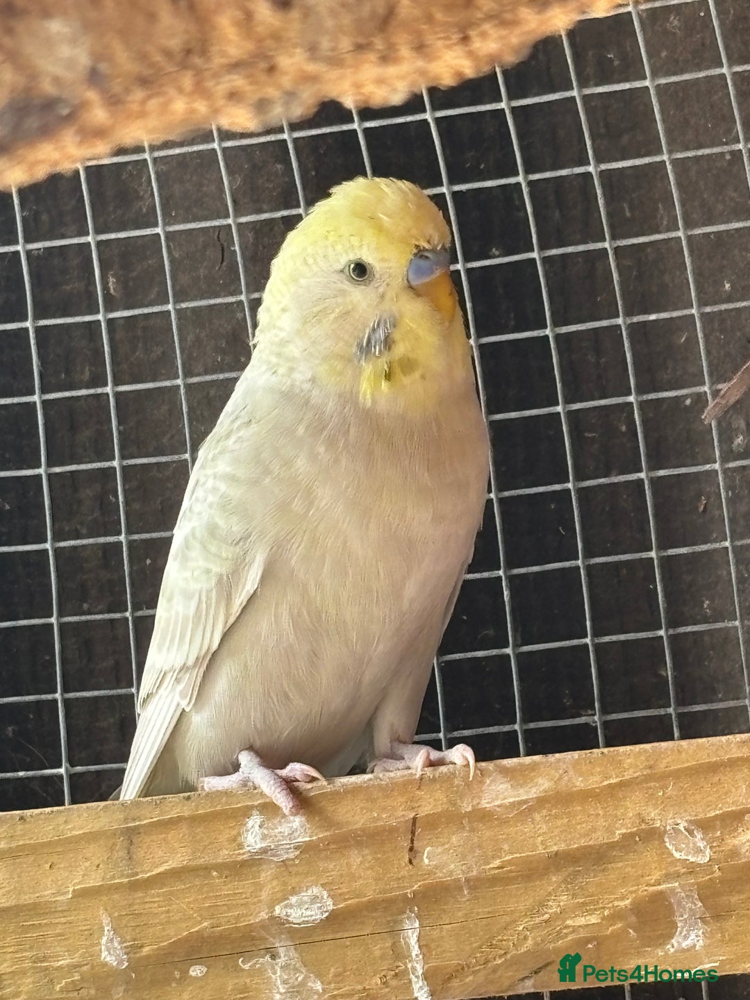 Budgerigars birds for sale: Budgies - Image 4