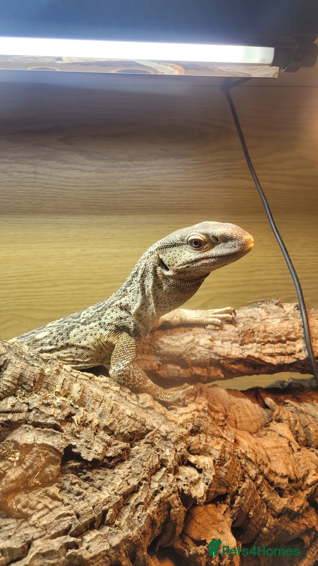 Monitor reptiles for sale: 1.1 White Throat monitors - Advert 1