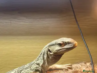 Monitor reptiles for sale: White Throat monitors - Advert 2