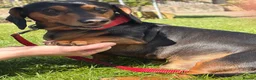 Miniature Dachshund dogs for sale: Miniature Daschunds - Advert 17