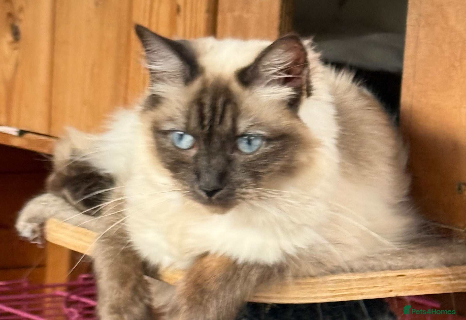 Ragdoll cats for sale: ❤️STUNNING SEAL POINT FEMALELRAGDOLL £450❤️ - Advert 9