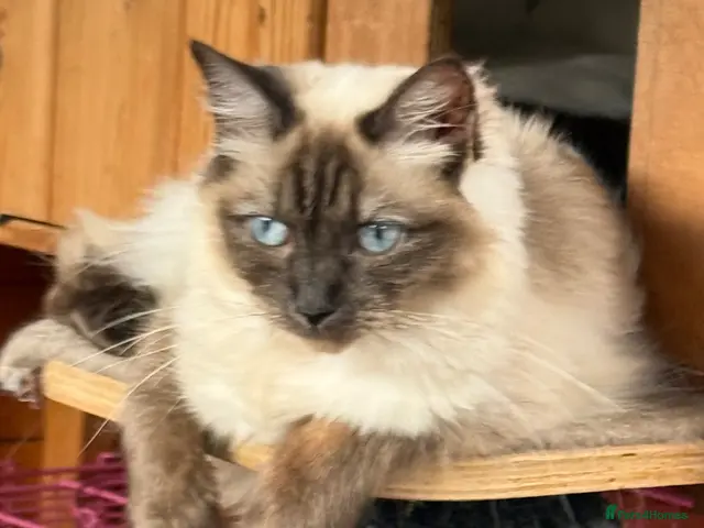 Ragdoll cats for sale: ❤️STUNNING SEAL POINT FEMALELRAGDOLL £450❤️ - Advert 9