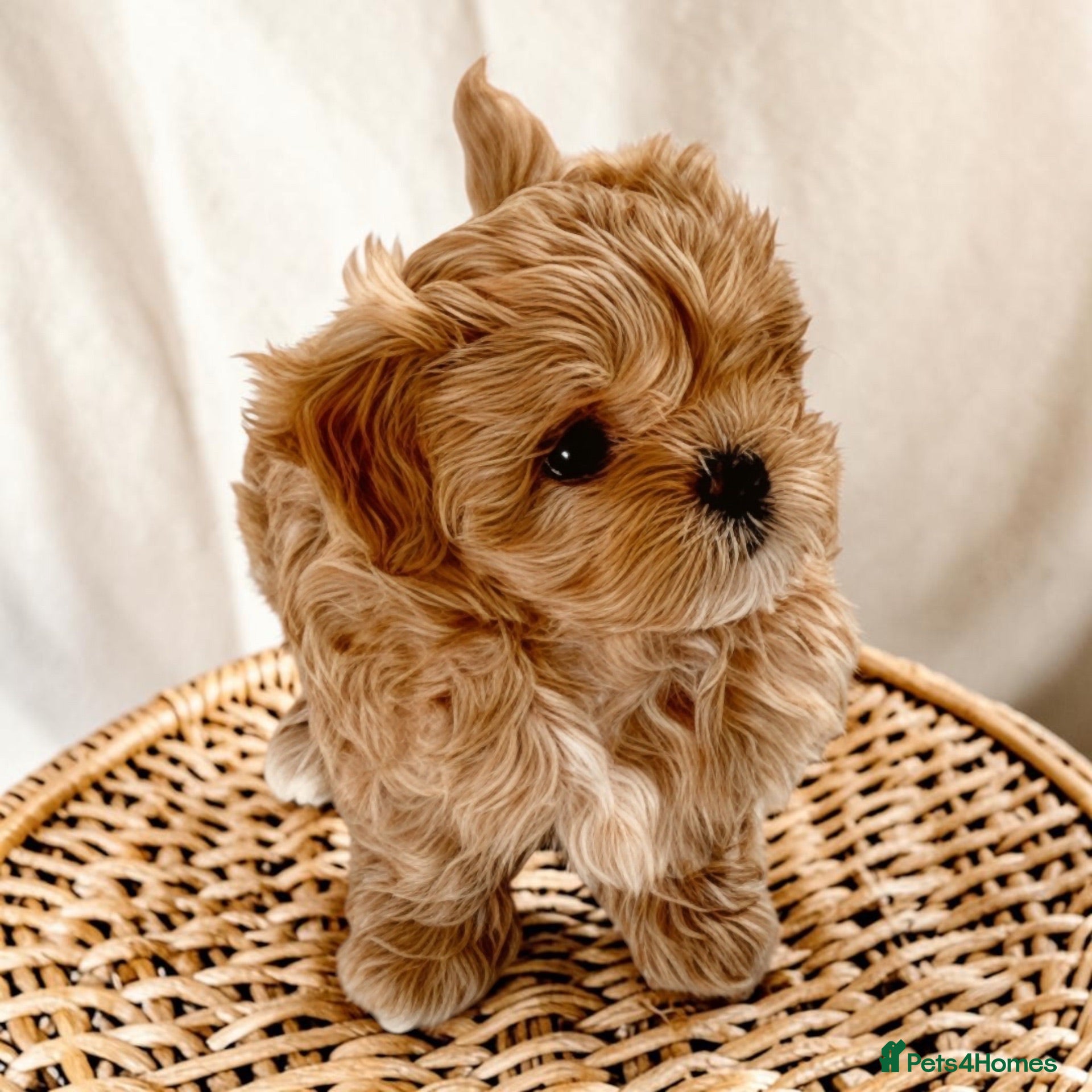 Maltipoo dogs 💎  Luxury  Asian  Maltipoo DNA Tested  Parents 💎 - Advert 9