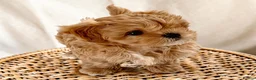 Maltipoo dogs for sale: 💎🧸  Quality Asian Maltipoo DNA clear💎🧸   - Advert 27