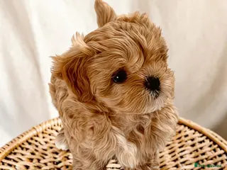 Maltipoo dogs 💎 Luxury Asian Maltipoo DNA Tested Parents 💎 - Advert 9