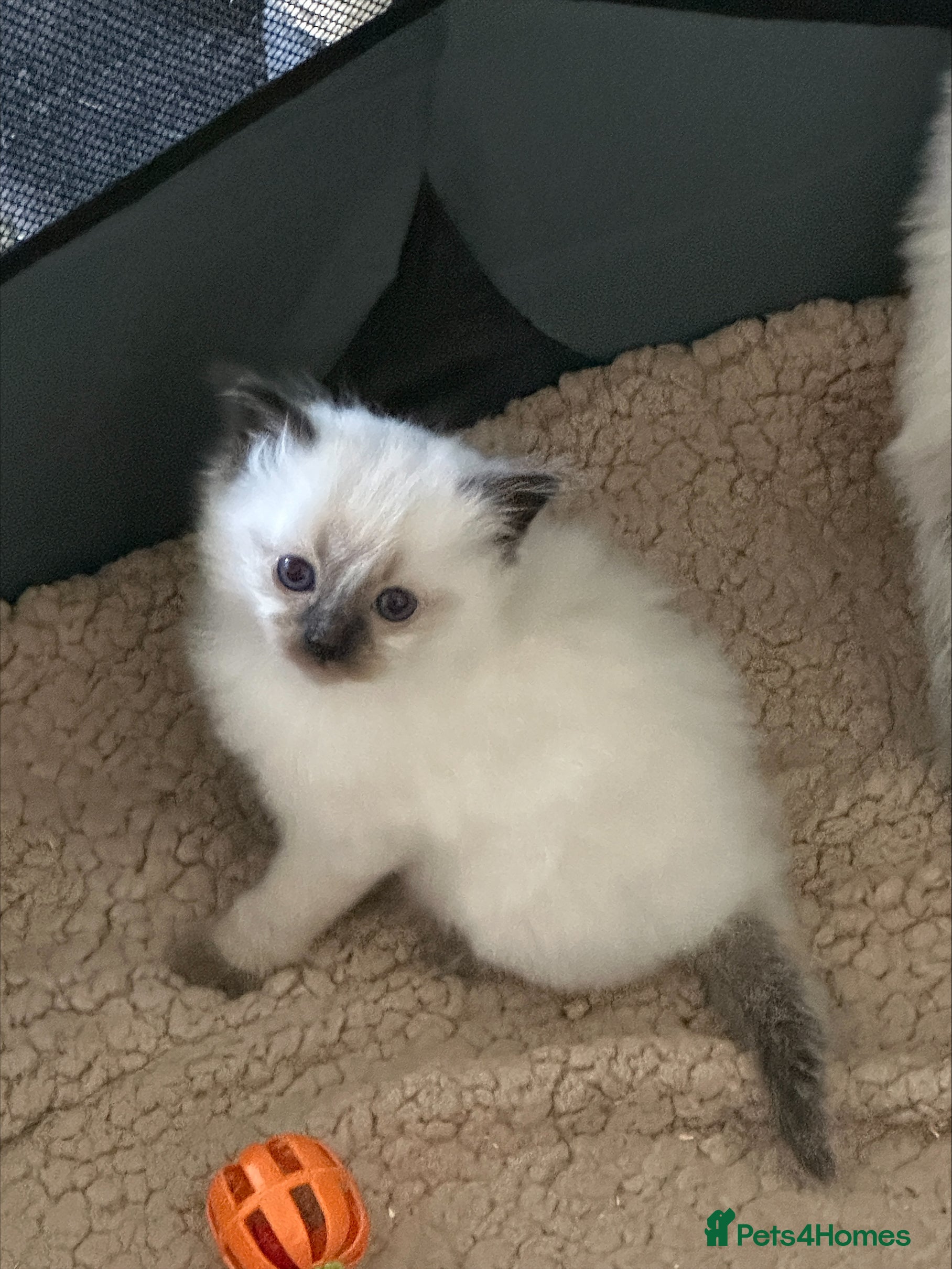 Ragdoll cats Pure Bred Ragdoll Kittens - Advert 2