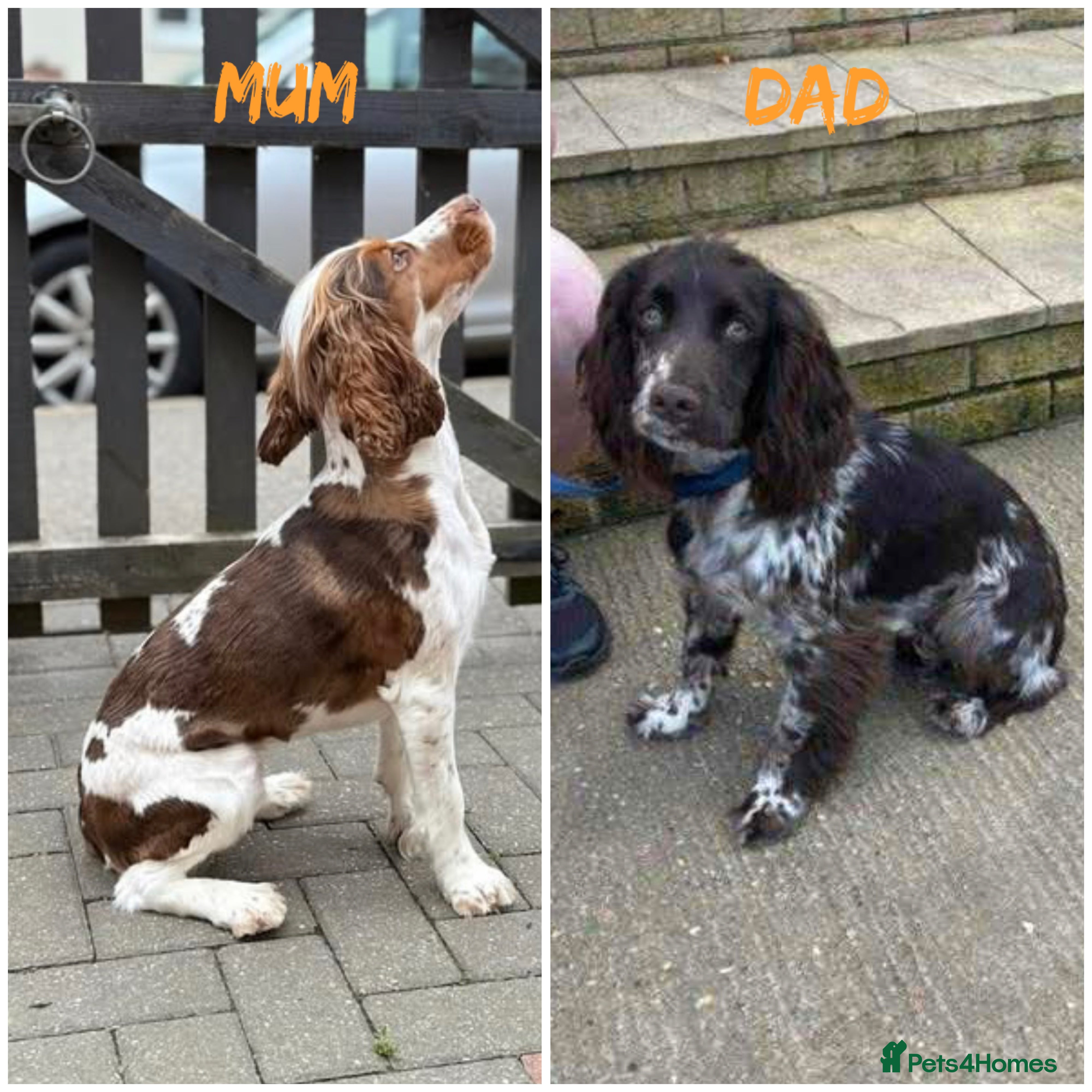 Cocker Spaniel dogs Working cocker spaniels  - Advert 1