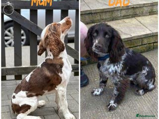Cocker Spaniel dogs Working cocker spaniels - Advert 17