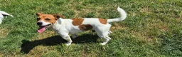 Mixed Breed dogs for sale: Jack Russell  in Bridlington - Advert 2