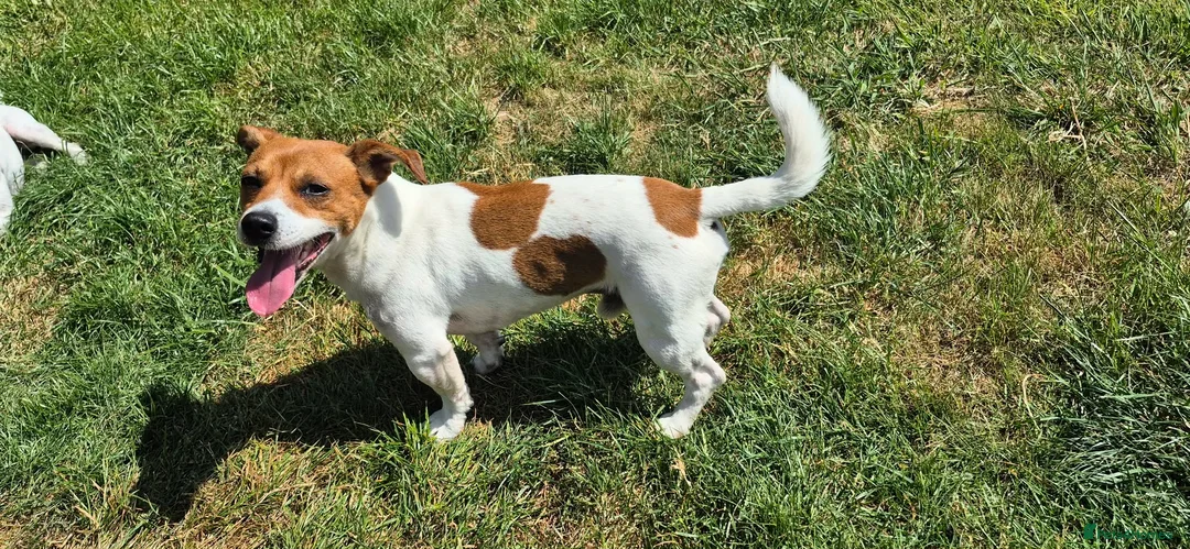 Mixed Breed dogs for sale: Jack Russell  in Bridlington - Advert 2